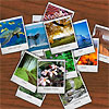 Polaroid Flash gallery